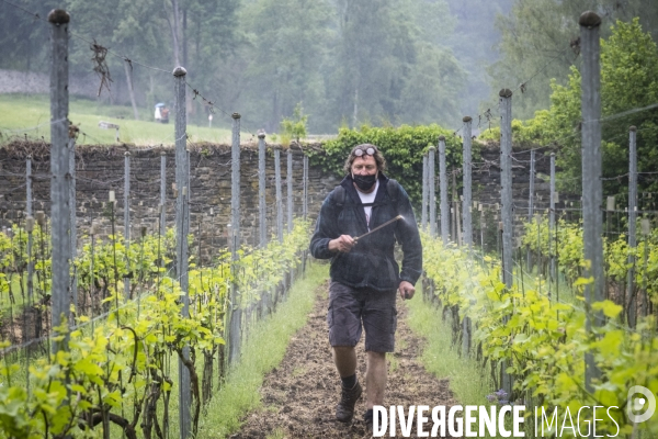 Vignobles associatifs et coopératifs belges: un outil de cohésion sociale.