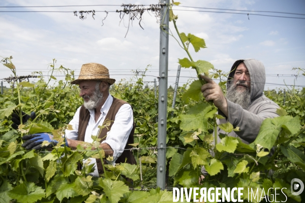 Vignobles associatifs et coopératifs belges: un outil de cohésion sociale.