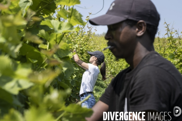 Vignobles associatifs et coopératifs belges: un outil de cohésion sociale.