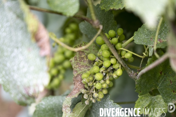 Vignobles associatifs et coopératifs belges: un outil de cohésion sociale.