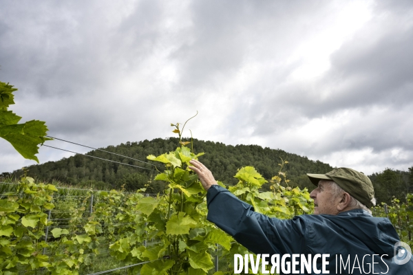 Vignobles associatifs et coopératifs belges: un outil de cohésion sociale.