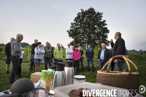 Vignobles associatifs et coopératifs belges: un outil de cohésion sociale.