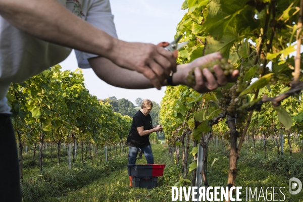 Vignobles associatifs et coopératifs belges: un outil de cohésion sociale.