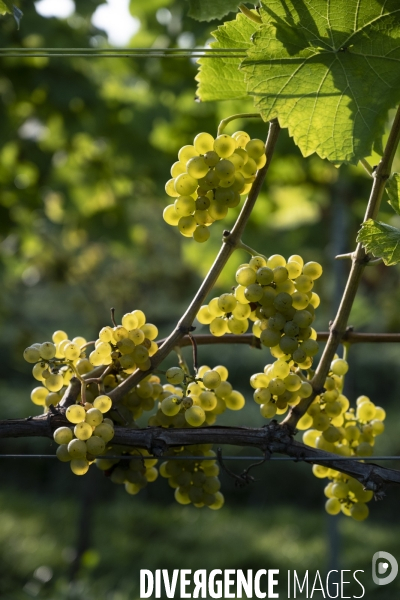 Vignobles associatifs et coopératifs belges: un outil de cohésion sociale.