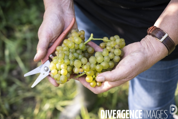 Vignobles associatifs et coopératifs belges: un outil de cohésion sociale.