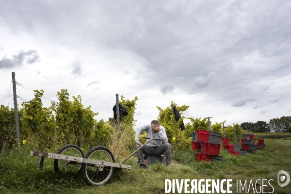 Vignobles associatifs et coopératifs belges: un outil de cohésion sociale.