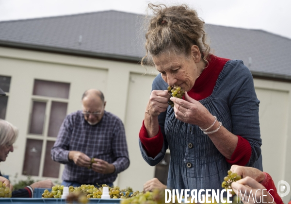 Vignobles associatifs et coopératifs belges: un outil de cohésion sociale.