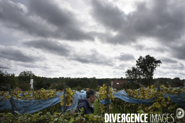 Vignobles associatifs et coopératifs belges: un outil de cohésion sociale.