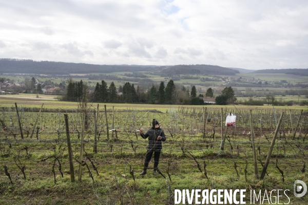 Vignobles associatifs et coopératifs belges: un outil de cohésion sociale.