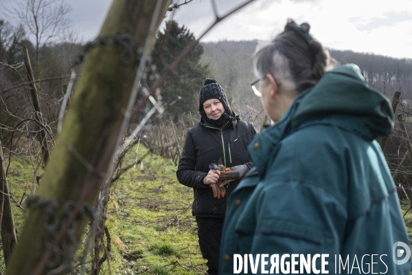 Vignobles associatifs et coopératifs belges: un outil de cohésion sociale.