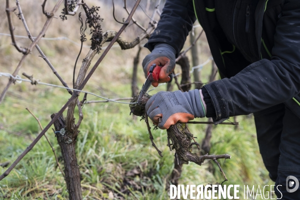 Vignobles associatifs et coopératifs belges: un outil de cohésion sociale.