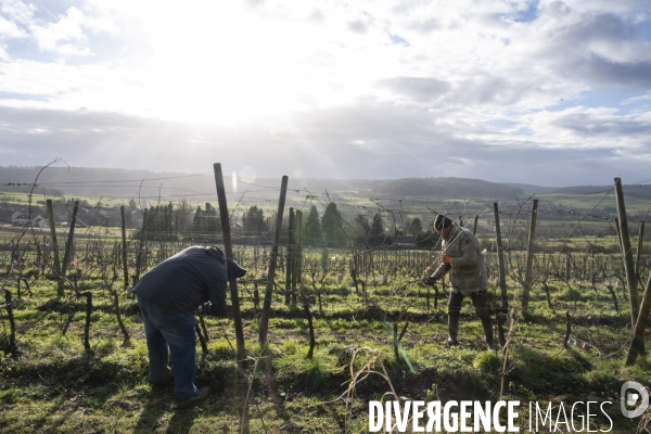 Vignobles associatifs et coopératifs belges: un outil de cohésion sociale.