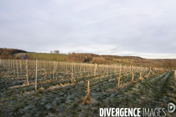 Vignobles associatifs et coopératifs belges: un outil de cohésion sociale.