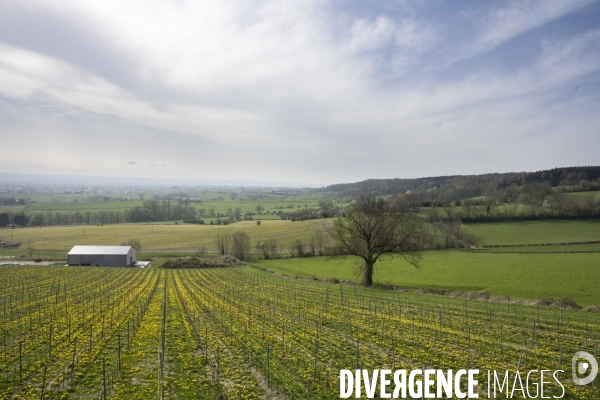 Vignobles associatifs et coopératifs belges: un outil de cohésion sociale.