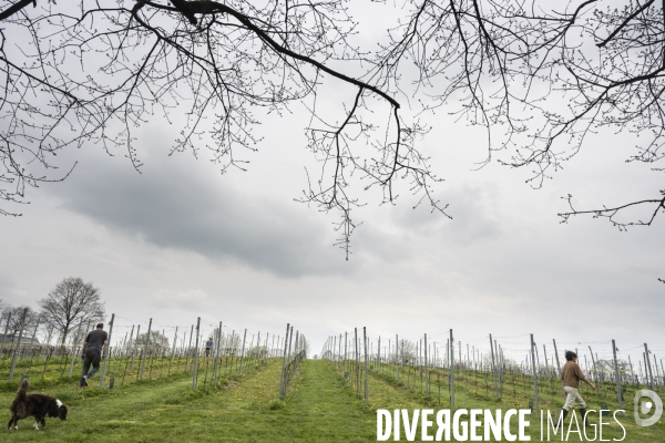 Vignobles associatifs et coopératifs belges: un outil de cohésion sociale.