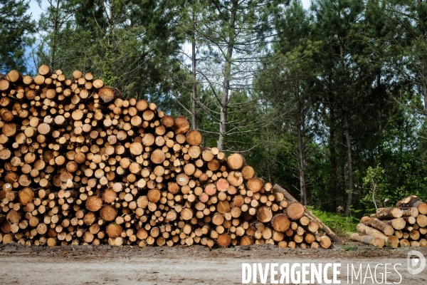 Vue de drone, coupe de bois, coupe rase, abattage de pins maritimes dans les Landes