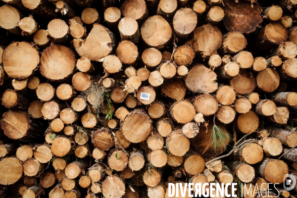 Vue de drone, coupe de bois, coupe rase, abattage de pins maritimes dans les Landes