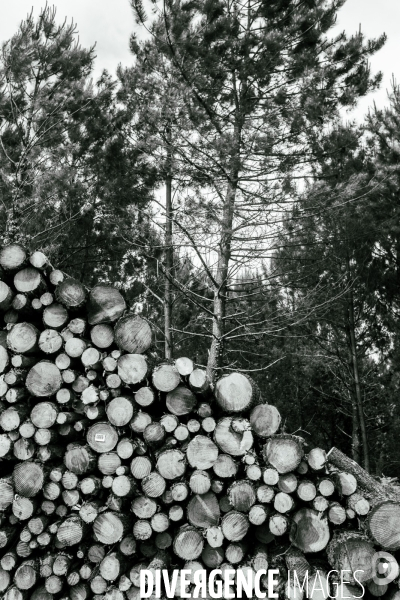 Vue de drone, coupe de bois, coupe rase, abattage de pins maritimes dans les Landes