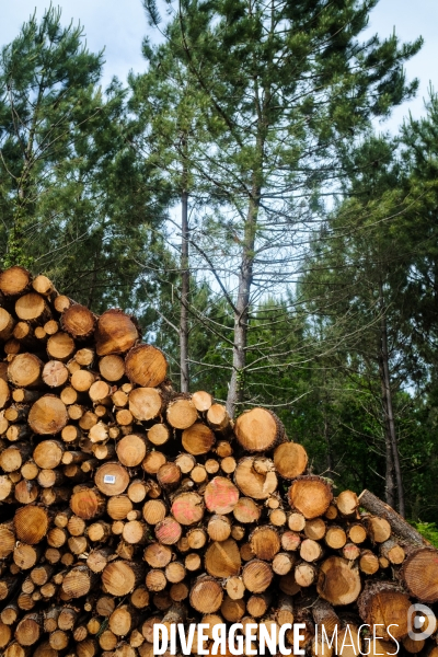 Vue de drone, coupe de bois, coupe rase, abattage de pins maritimes dans les Landes