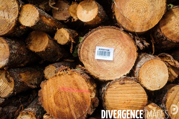 Vue de drone, coupe de bois, coupe rase, abattage de pins maritimes dans les Landes