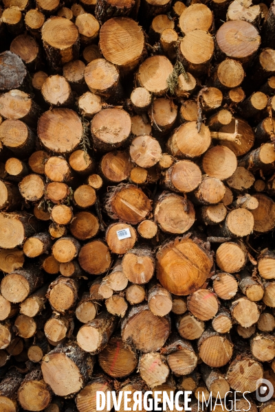 Vue de drone, coupe de bois, coupe rase, abattage de pins maritimes dans les Landes