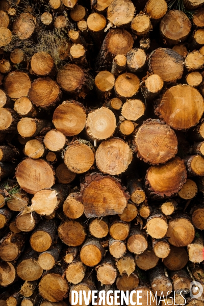 Vue de drone, coupe de bois, coupe rase, abattage de pins maritimes dans les Landes