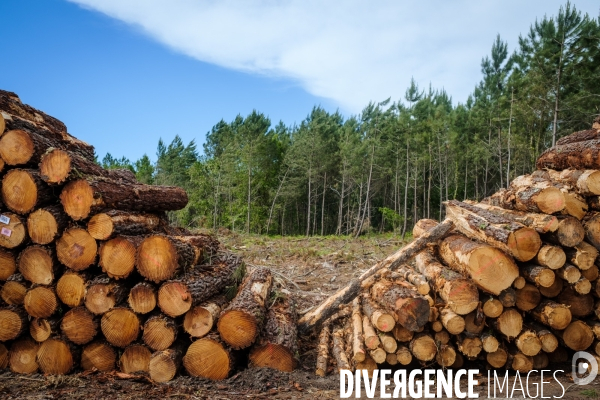 Vue de drone, coupe de bois, coupe rase, abattage de pins maritimes dans les Landes