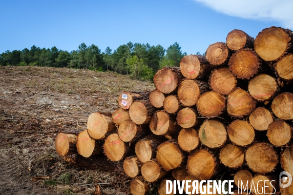 Vue de drone, coupe de bois, coupe rase, abattage de pins maritimes dans les Landes