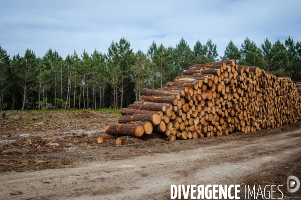 Vue de drone, coupe de bois, coupe rase, abattage de pins maritimes dans les Landes