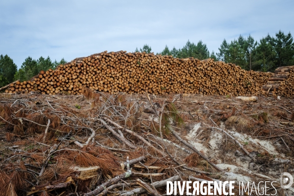 Vue de drone, coupe de bois, coupe rase, abattage de pins maritimes dans les Landes