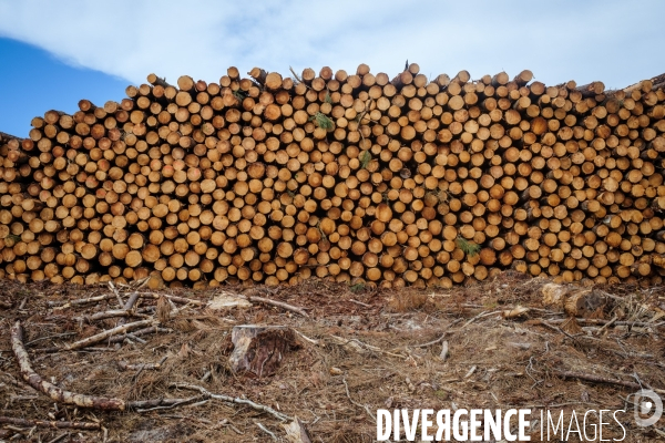 Vue de drone, coupe de bois, coupe rase, abattage de pins maritimes dans les Landes
