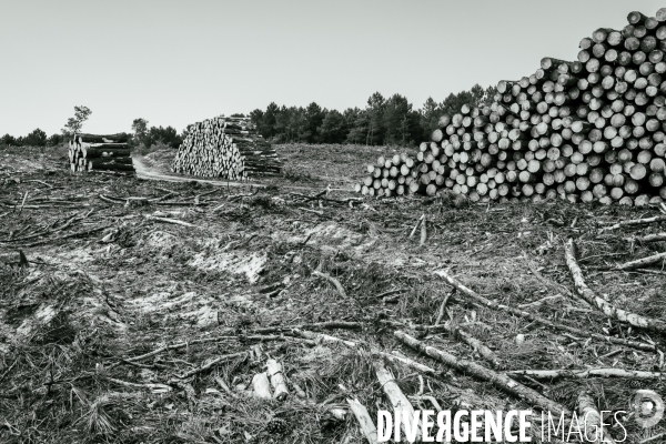 Vue de drone, coupe de bois, coupe rase, abattage de pins maritimes dans les Landes