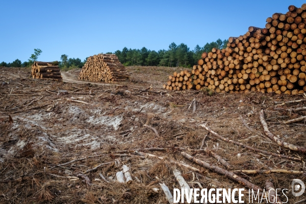 Vue de drone, coupe de bois, coupe rase, abattage de pins maritimes dans les Landes