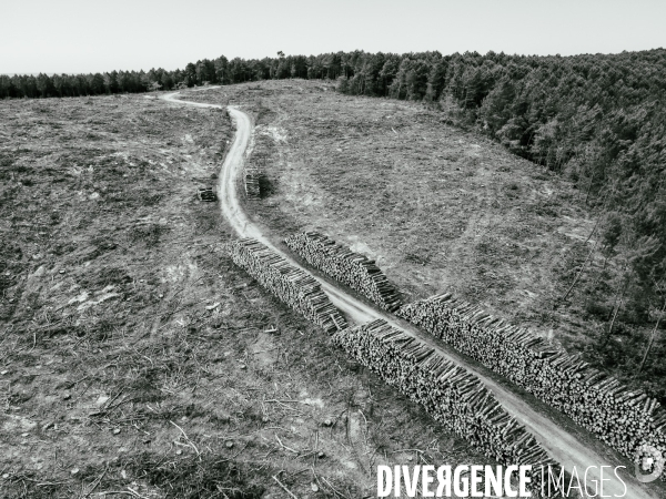 Vue de drone, coupe de bois, coupe rase, abattage de pins maritimes dans les Landes