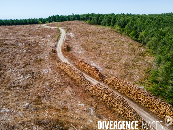 Vue de drone, coupe de bois, coupe rase, abattage de pins maritimes dans les Landes