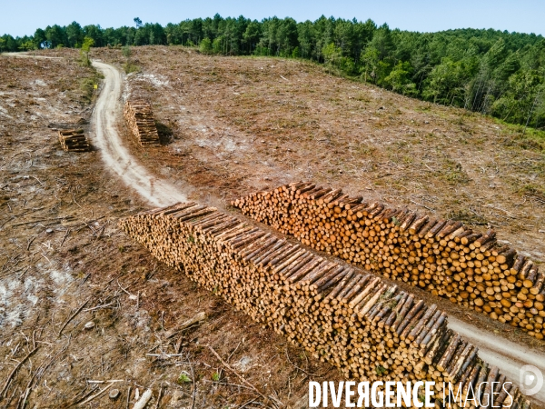 Vue de drone, coupe de bois, coupe rase, abattage de pins maritimes dans les Landes