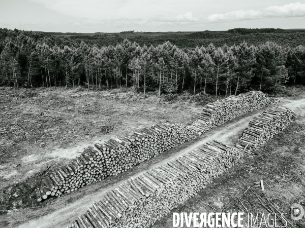 Vue de drone, coupe de bois, coupe rase, abattage de pins maritimes dans les Landes
