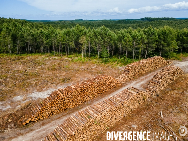 Vue de drone, coupe de bois, coupe rase, abattage de pins maritimes dans les Landes