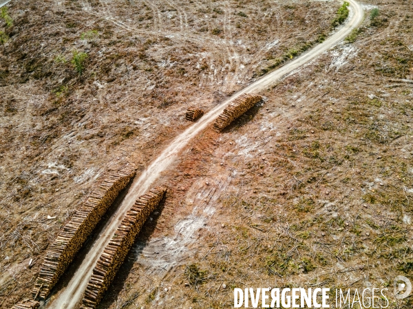Vue de drone, coupe de bois, coupe rase, abattage de pins maritimes dans les Landes