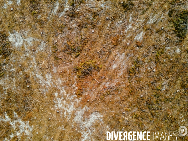 Vue de drone, coupe de bois, coupe rase, abattage de pins maritimes dans les Landes