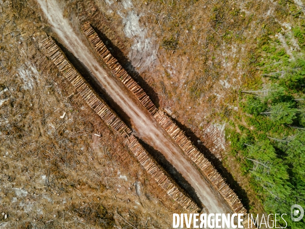 Vue de drone, coupe de bois, coupe rase, abattage de pins maritimes dans les Landes