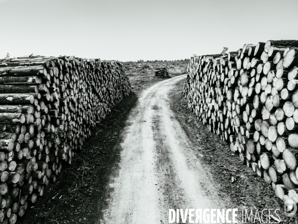 Vue de drone, coupe de bois, coupe rase, abattage de pins maritimes dans les Landes