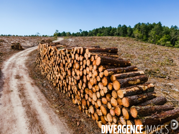 Vue de drone, coupe de bois, coupe rase, abattage de pins maritimes dans les Landes