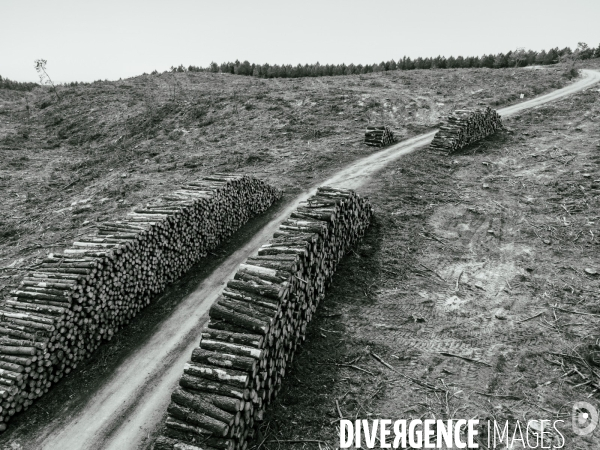 Vue de drone, coupe de bois, coupe rase, abattage de pins maritimes dans les Landes