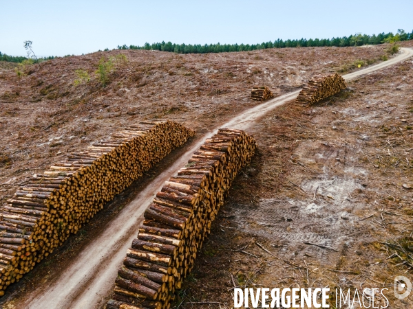 Vue de drone, coupe de bois, coupe rase, abattage de pins maritimes dans les Landes