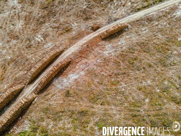 Vue de drone, coupe de bois, coupe rase, abattage de pins maritimes dans les Landes