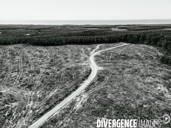 Vue de drone, coupe de bois, coupe rase, abattage de pins maritimes dans les Landes