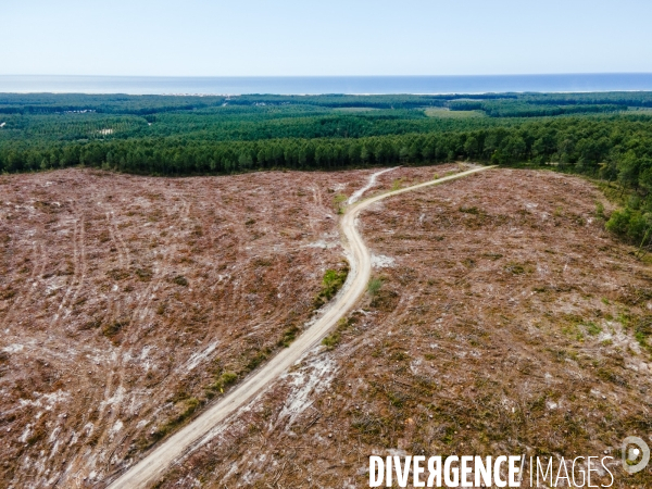 Vue de drone, coupe de bois, coupe rase, abattage de pins maritimes dans les Landes