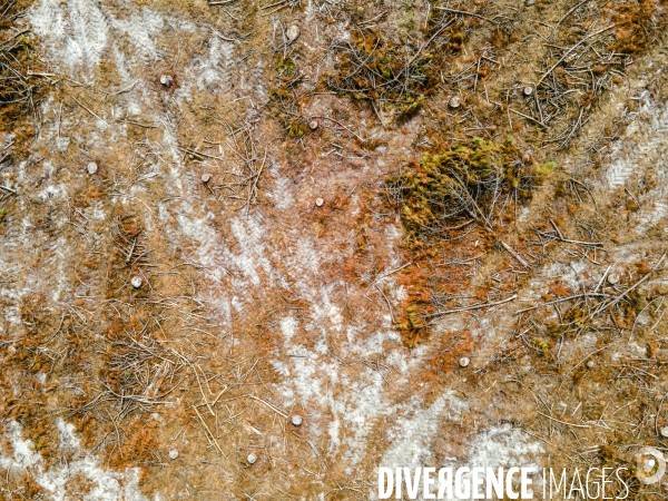 Vue de drone, coupe de bois, coupe rase, abattage de pins maritimes dans les Landes
