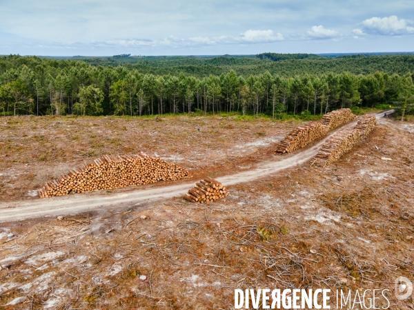 Vue de drone, coupe de bois, coupe rase, abattage de pins maritimes dans les Landes